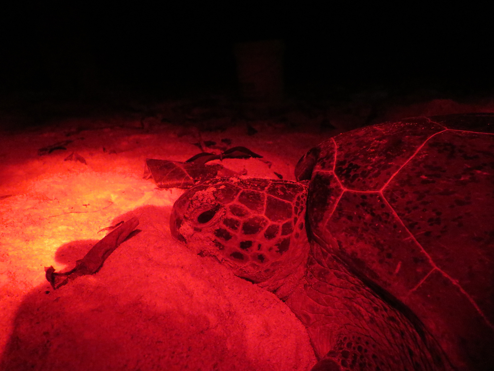 A nesting Green Turtle photographed at night